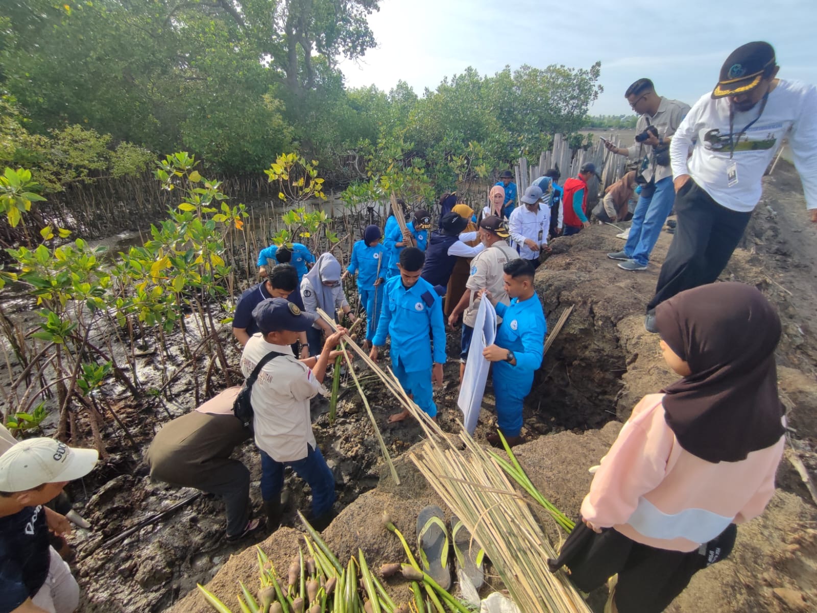 78 Ribu Pohon Mangrove Ditanam Di Kabupaten Bone Untuk Peringati Hari