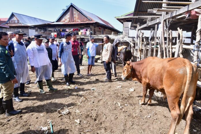 Foto: Penjabat Gubernur Sulawesi Selatan dan Bupati Wajo meninjau pelaksanaan program Inseminasi Buatan di peternakan sapi di Kabupaten Wajo, Sulawesi Selatan.
