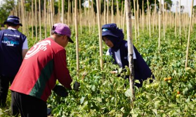 PT Pelabuhan Indonesia (Persero) atau Pelindo kembali mengambil bagian dalam Program Relawan Bakti BUMN (RBB) Batch IX