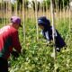 PT Pelabuhan Indonesia (Persero) atau Pelindo kembali mengambil bagian dalam Program Relawan Bakti BUMN (RBB) Batch IX